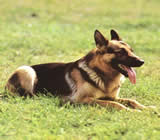 Adestramento de cães no Capão Redondo