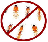 descupinizacao-no-Capão Redondo