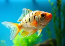 mãe compra peixinho